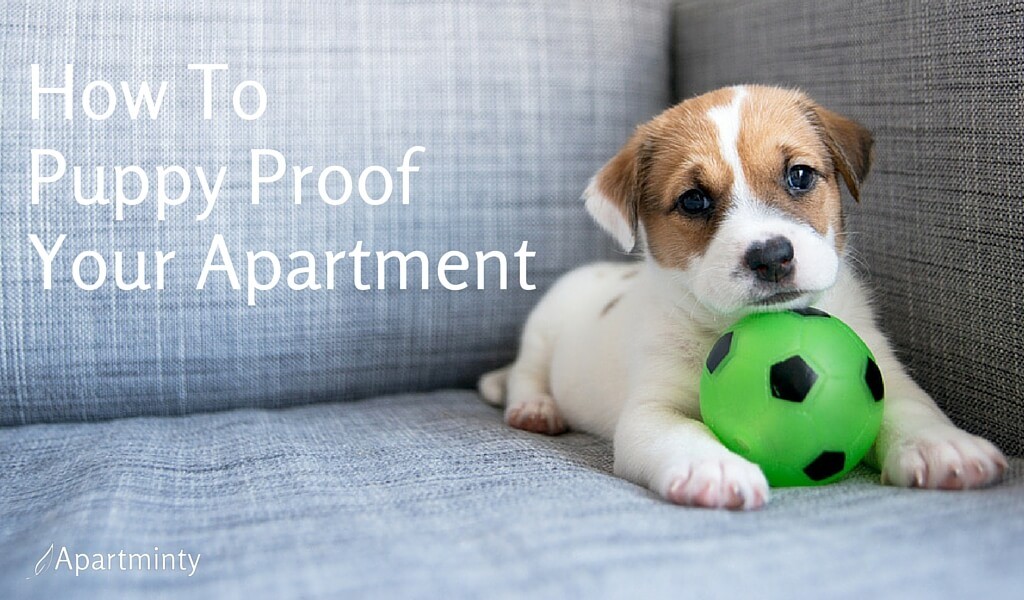 How To Puppy Proof Your Apartment Apartminty