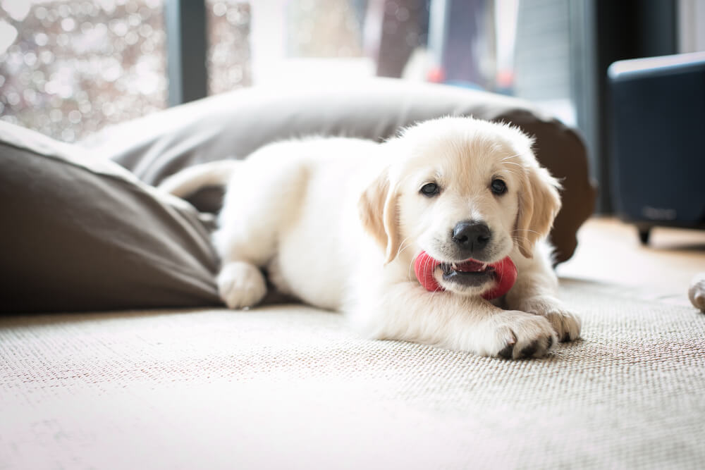 Puppy Proof Your Apartment | Bringing a New Puppy Home