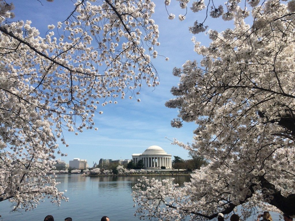 DC's Finest | Cherry blossoms in peak bloom and Thomas Jefferson Memorial | Looking across the Tidal Basin