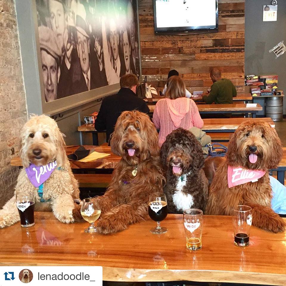 Vice District Brewing Co. | Chicago, IL | Dogs Enjoying The Pet-Friendly Tap Room