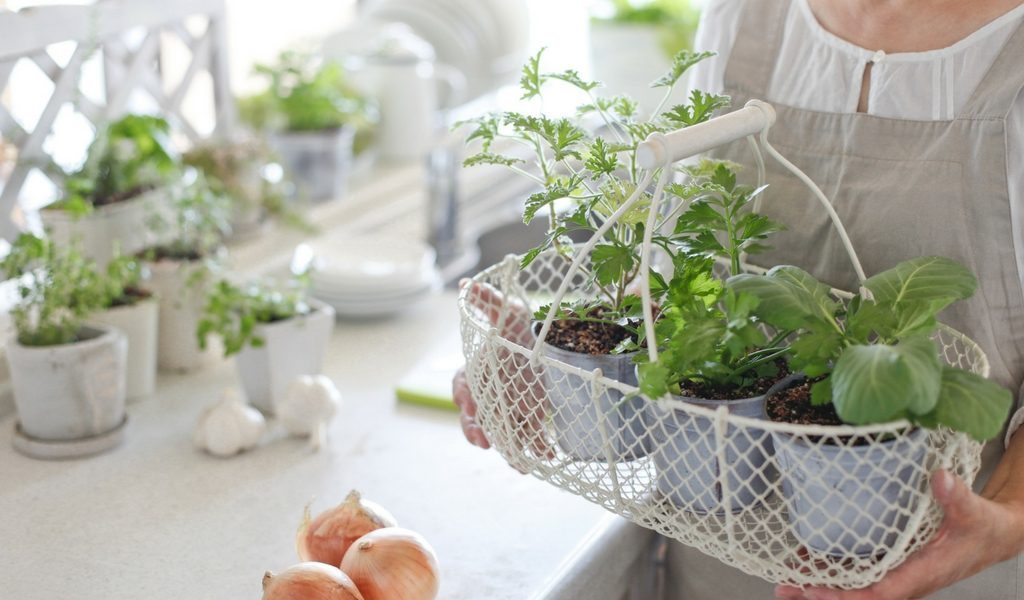 Apartminty Fresh Picks: Herb Garden Essentials For The Apartment Gardener