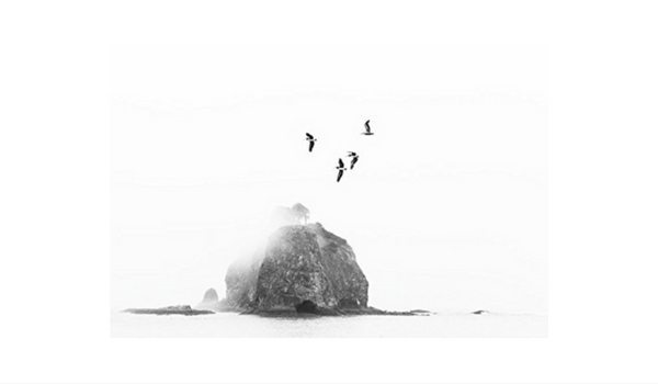 Apartminty Fresh Picks: Art For Your Gallery Wall | Birds Over Sea Stack By Kyle Goldie