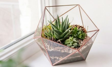 The Ultimate Guide To Creating A DIY Terrarium In Your Apartment