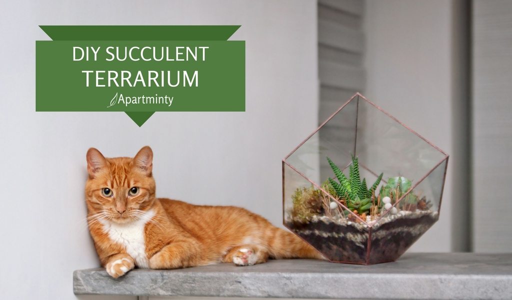 DIY Succulent Terrarium Guide For Your Apartment