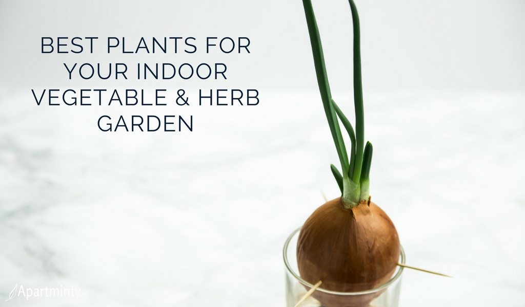 Best Plants For Your Indoor Vegetable Garden | Herb Garden