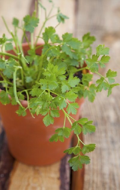 Indoor Herb Garden | Growing Cilantro Indoors