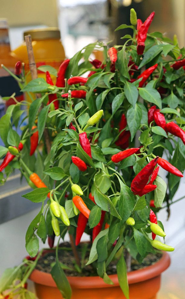Best Plants For Indoor Vegetable Garden | Chili Peppers