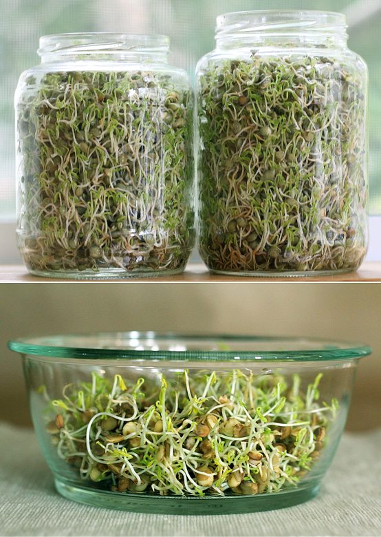 Best Plants For Indoor Vegetable Garden | Sprouts