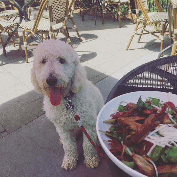 Dog-Friendly Restaurants DC