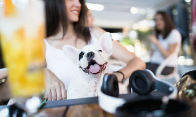 The Best Dog-Friendly Restaurants DC Has To Offer