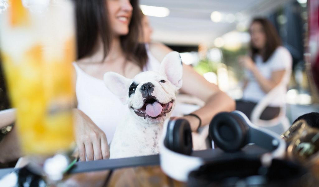 The Best Dog-Friendly Restaurants DC Has To Offer