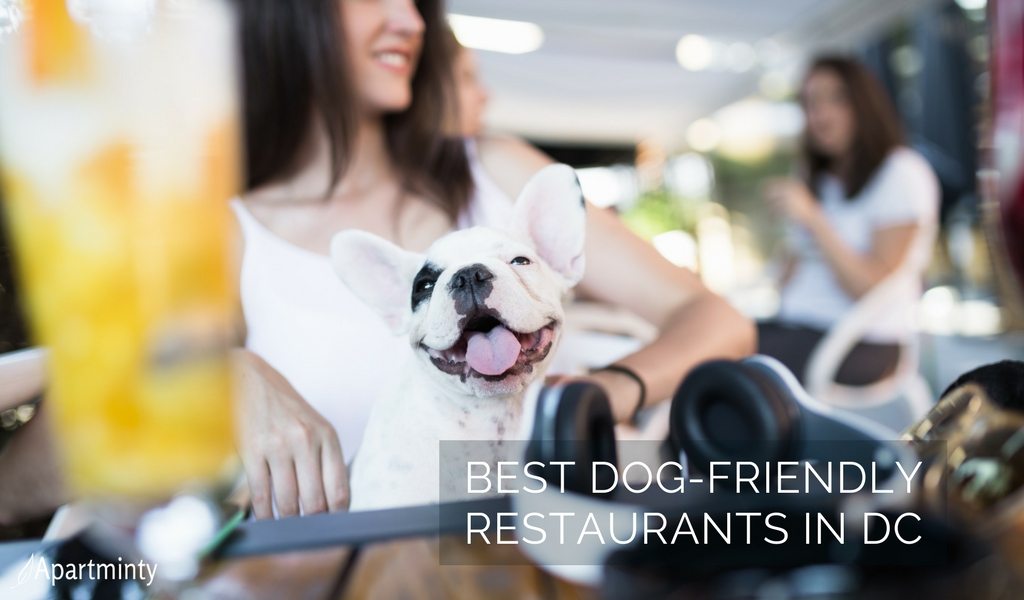 Best Dog Friendly Restaurants DC Has To Offer