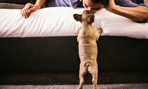 Lust List: Pet-Friendly DC Apartments & Their Amazing Amenities