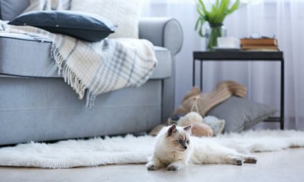 5 Cat-Friendly DC Apartment Buildings To Rent In Right Now