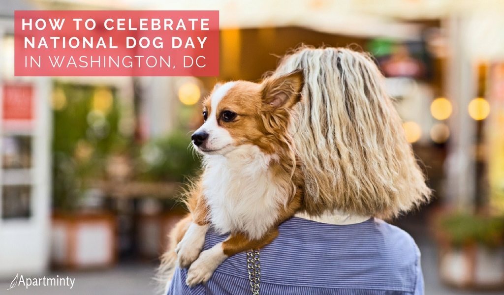 National Dog Day | Things To Do In Washington, DC