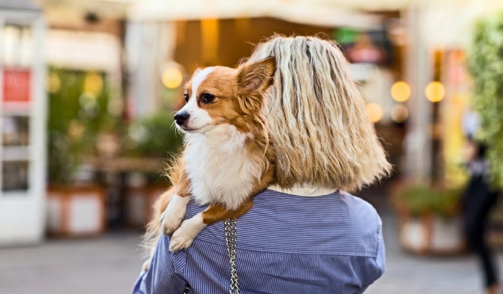 National Dog Day | Things To Do In Washington, DC