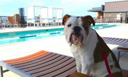 Best Dog Friendly Apartments in DC