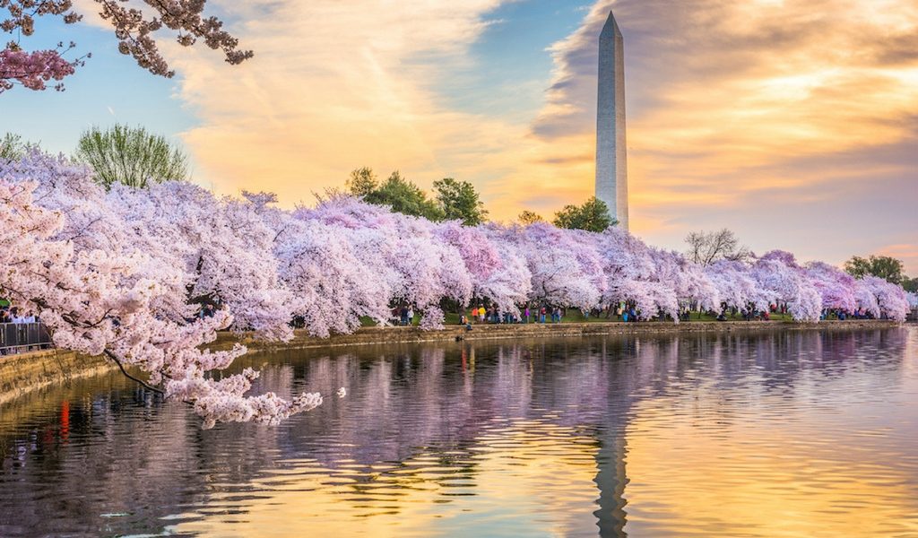 Can't Miss DC March Events 2018 | Cherry Blossom Festival, St. Patrick's Day Parade and More