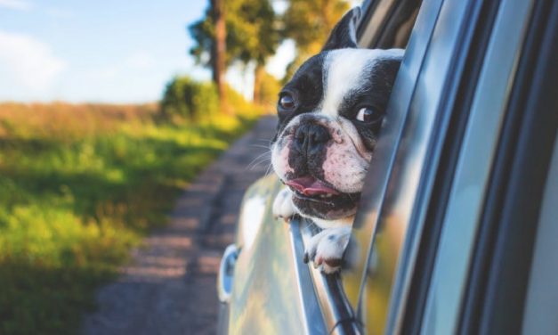 7 Tips For Moving With A Dog