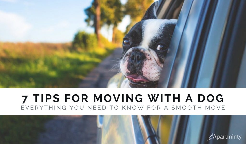 7 Tips For Moving With A Dog 