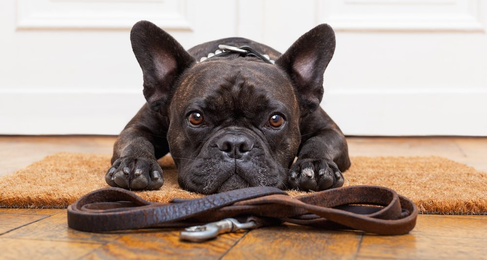 Moving Day Tips | Dog waiting at door with leash for dog-sitter
