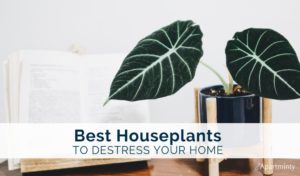 BEST-HOUSEPLANTS-TO-DESTRESS-YOUR-HOME