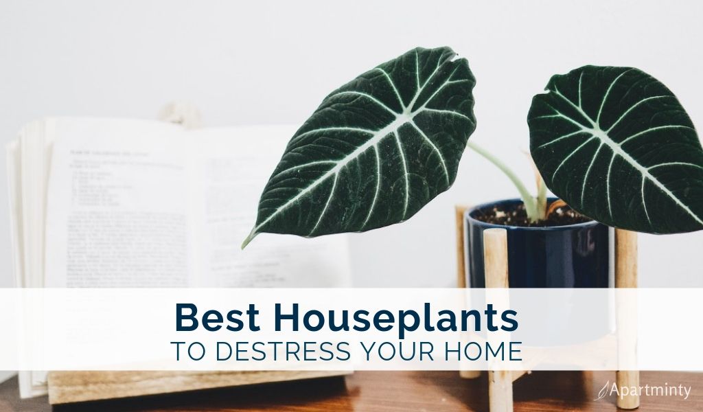 Best Houseplants to De-stress Your Home