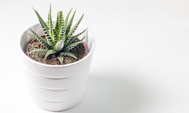 Best Houseplants to De-stress Your Home