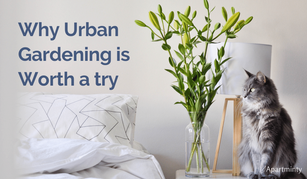 why-urban-gardening-is-worth-trying