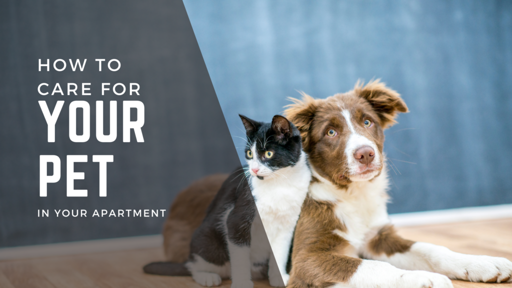 HOW-TO-CARE-FOR YOUR-PET-IN-YOUR-APARTMENT