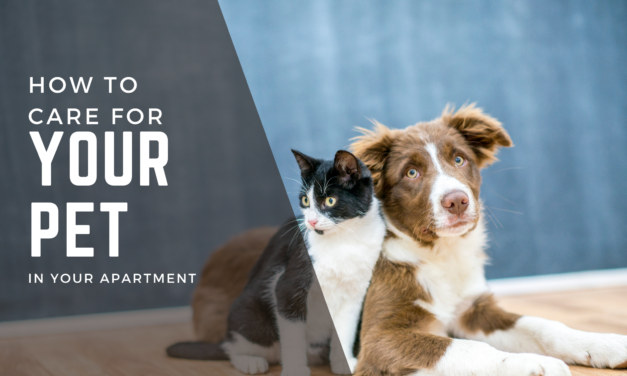 How to Care For Your Pet In Your Apartment